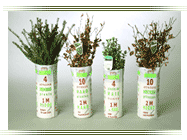 plantas empaquetadas para setos y borduras